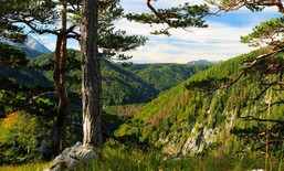 Ecological Connectivity for a Green Economy in the Alps