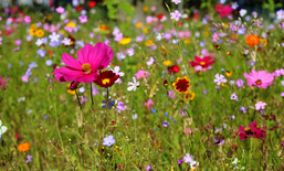 Das Geheimnis der Reichenhaller Blumenwiesen