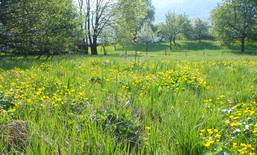 Artenreiche Alleskönner