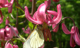 Vivre au cœur de la biodiversité