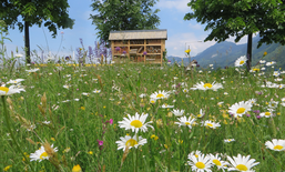 Des prairies en fleur pour une plus grande qualité de vie