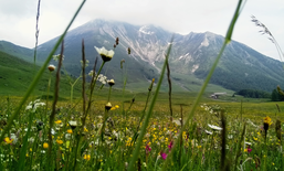 Jahresrückblick 2019 - Biodiversität auf dem Vormarsch