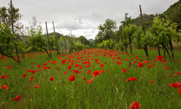 Territoire pilote « speciAlps »: GAL Escartons e Valli Valdesi/I Piemont