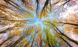 Klima.Fit-Workshop: Der Wald im (Klima-)Wandel