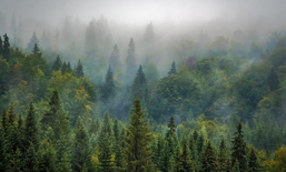 Veranstaltung: Wald – Eine facettenreiche Ressource der Alpen