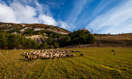 Regione pilota "speciAlps": Communauté de communes Alpes Provence Verdon  e PNR des Préalpes d'Azur/F