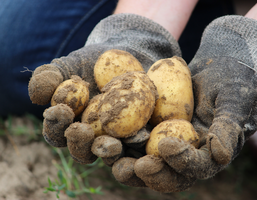 Landwirtschaft und Ernährung